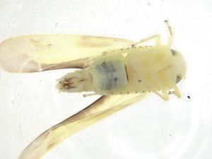  ( - CBG-A16134-F01)  @11 [ ] CreativeCommons - Attribution Share - Alike (2023) Centre for Biodiversity Genomics Centre for Biodiversity Genomics