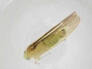  ( - CBG-A16135-A04)  @11 [ ] CreativeCommons - Attribution Share - Alike (2023) Centre for Biodiversity Genomics Centre for Biodiversity Genomics