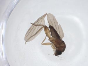  ( - CBG-A16136-E11)  @11 [ ] CreativeCommons - Attribution Share - Alike (2023) Centre for Biodiversity Genomics Centre for Biodiversity Genomics