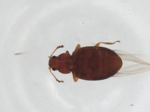  ( - CBG-A16206-A10)  @11 [ ] CreativeCommons - Attribution Share - Alike (2023) Centre for Biodiversity Genomics Centre for Biodiversity Genomics