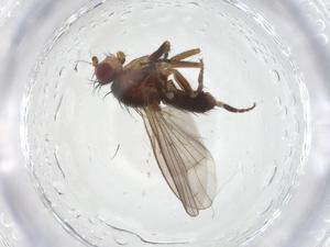  ( - CBG-A16413-C06)  @11 [ ] CreativeCommons - Attribution Share - Alike (2023) Centre for Biodiversity Genomics Centre for Biodiversity Genomics