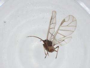  ( - CBG-A16566-D02)  @11 [ ] CreativeCommons - Attribution Share - Alike (2023) Centre for Biodiversity Genomics Centre for Biodiversity Genomics
