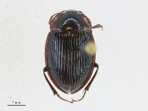 ( - CBG-A17491-E02)  @11 [ ] CreativeCommons - Attribution Share - Alike (2023) CBG Photography Group Centre for Biodiversity Genomics
