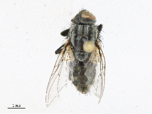  ( - CBG-A17518-H04)  @11 [ ] CreativeCommons - Attribution Share - Alike (2023) CBG Photography Group Centre for Biodiversity Genomics