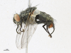  ( - CBG-A17519-D09)  @11 [ ] CreativeCommons - Attribution Share - Alike (2023) CBG Photography Group Centre for Biodiversity Genomics