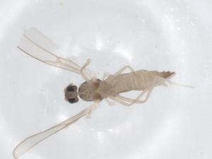  ( - CBG-A16458-B06)  @11 [ ] CreativeCommons - Attribution Share - Alike (2023) Centre for Biodiversity Genomics Centre for Biodiversity Genomics