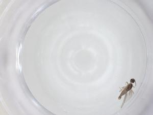  ( - CBG-A16465-A06)  @11 [ ] CreativeCommons - Attribution Share - Alike (2023) Centre for Biodiversity Genomics Centre for Biodiversity Genomics