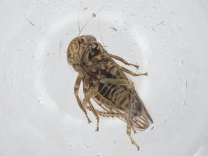  ( - CBG-A17047-E02)  @11 [ ] CreativeCommons - Attribution Share - Alike (2023) Centre for Biodiversity Genomics Centre for Biodiversity Genomics