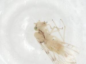  ( - CBG-A17347-B10)  @11 [ ] CreativeCommons - Attribution Share - Alike (2023) Centre for Biodiversity Genomics Centre for Biodiversity Genomics