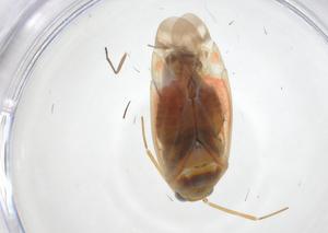  ( - CBG-A17357-F01)  @11 [ ] CreativeCommons - Attribution Share - Alike (2023) Centre for Biodiversity Genomics Centre for Biodiversity Genomics