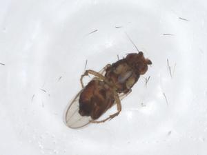  ( - CBG-A17362-B08)  @11 [ ] CreativeCommons - Attribution Share - Alike (2023) Centre for Biodiversity Genomics Centre for Biodiversity Genomics