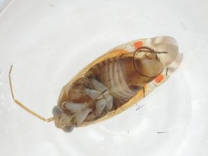  ( - CBG-A17363-A06)  @11 [ ] CreativeCommons - Attribution Share - Alike (2023) Centre for Biodiversity Genomics Centre for Biodiversity Genomics