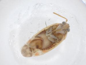  ( - CBG-A17365-F03)  @11 [ ] CreativeCommons - Attribution Share - Alike (2023) Centre for Biodiversity Genomics Centre for Biodiversity Genomics