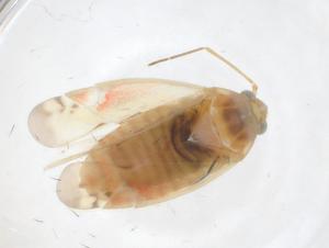  ( - CBG-A17365-H07)  @11 [ ] CreativeCommons - Attribution Share - Alike (2023) Centre for Biodiversity Genomics Centre for Biodiversity Genomics