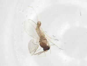  ( - CBG-A17372-G07)  @11 [ ] CreativeCommons - Attribution Share - Alike (2023) Centre for Biodiversity Genomics Centre for Biodiversity Genomics