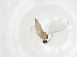  ( - CBG-A17372-G09)  @11 [ ] CreativeCommons - Attribution Share - Alike (2023) Centre for Biodiversity Genomics Centre for Biodiversity Genomics