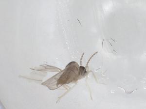  ( - CBG-A17373-F11)  @11 [ ] CreativeCommons - Attribution Share - Alike (2023) Centre for Biodiversity Genomics Centre for Biodiversity Genomics