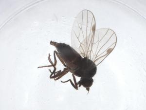  ( - CBG-A17378-B01)  @11 [ ] CreativeCommons - Attribution Share - Alike (2023) Centre for Biodiversity Genomics Centre for Biodiversity Genomics