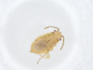  ( - CBG-A18098-B07)  @11 [ ] CreativeCommons - Attribution Share - Alike (2023) Centre for Biodiversity Genomics Centre for Biodiversity Genomics