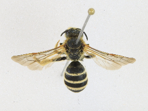  ( - CBG-A18398-E04)  @11 [ ] CreativeCommons - Attribution Share-Alike (2023) CBG Photography Group Centre for Biodiversity Genomics