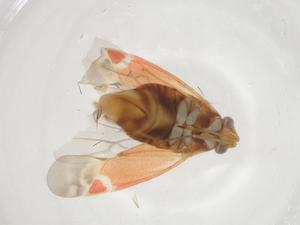  ( - CBG-A18666-F09)  @11 [ ] CreativeCommons - Attribution Share - Alike (2023) Centre for Biodiversity Genomics Centre for Biodiversity Genomics