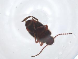  ( - CBG-A18699-E11)  @11 [ ] CreativeCommons - Attribution Share - Alike (2023) Centre for Biodiversity Genomics Centre for Biodiversity Genomics