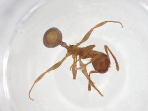  ( - CBG-A18954-B09)  @11 [ ] CreativeCommons - Attribution Share - Alike (2023) Centre for Biodiversity Genomics Centre for Biodiversity Genomics