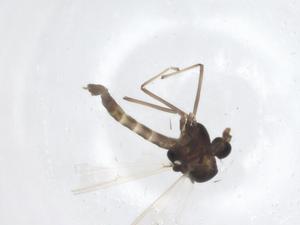  ( - CBG-A19169-B11)  @11 [ ] CreativeCommons - Attribution Share - Alike (2023) Centre for Biodiversity Genomics Centre for Biodiversity Genomics