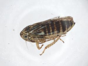  ( - CBG-A19587-A08)  @11 [ ] CreativeCommons - Attribution Share - Alike (2023) Centre for Biodiversity Genomics Centre for Biodiversity Genomics