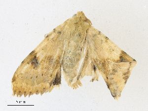  ( - CBG-A17556-D12)  @11 [ ] CreativeCommons - Attribution Share - Alike (2023) CBG Photography Group Centre for Biodiversity Genomics