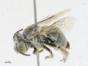  ( - CBG-A18356-B06)  @11 [ ] CreativeCommons - Attribution Share - Alike (2023) CBG Photography Group Centre for Biodiversity Genomics