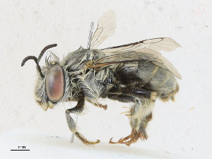  ( - CBG-A18356-D02)  @11 [ ] CreativeCommons - Attribution Share - Alike (2023) CBG Photography Group Centre for Biodiversity Genomics