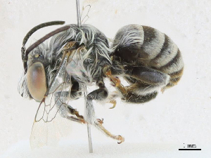  ( - CBG-A18356-E03)  @11 [ ] CreativeCommons - Attribution Share - Alike (2023) CBG Photography Group Centre for Biodiversity Genomics