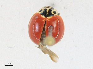  ( - CBG-A18368-C04)  @11 [ ] CreativeCommons - Attribution Share - Alike (2023) CBG Photography Group Centre for Biodiversity Genomics