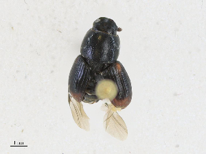  ( - CBG-A18368-D03)  @11 [ ] CreativeCommons - Attribution Share - Alike (2023) CBG Photography Group Centre for Biodiversity Genomics