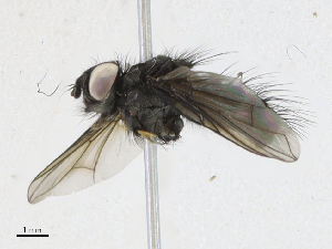  ( - CBG-A18399-E03)  @11 [ ] CreativeCommons - Attribution Share - Alike (2023) CBG Photography Group Centre for Biodiversity Genomics