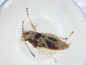  ( - CBG-A18988-C05)  @11 [ ] CreativeCommons - Attribution Share - Alike (2023) Centre for Biodiversity Genomics Centre for Biodiversity Genomics