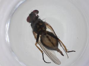  ( - CBG-A19217-A07)  @11 [ ] CreativeCommons - Attribution Share - Alike (2023) Centre for Biodiversity Genomics Centre for Biodiversity Genomics