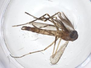  (Aedes deserticola - CBG-A19594-H07)  @11 [ ] CreativeCommons - Attribution Share - Alike (2023) Centre for Biodiversity Genomics Centre for Biodiversity Genomics