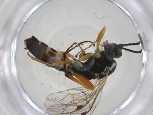  ( - CBG-A19645-E10)  @11 [ ] CreativeCommons - Attribution Share - Alike (2023) Centre for Biodiversity Genomics Centre for Biodiversity Genomics