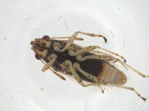  ( - CBG-A19936-A05)  @11 [ ] CreativeCommons - Attribution Share - Alike (2023) Centre for Biodiversity Genomics Centre for Biodiversity Genomics