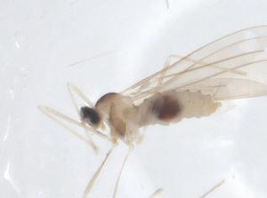  ( - CBG-A20929-E05)  @11 [ ] CreativeCommons - Attribution Share - Alike (2023) Centre for Biodiversity Genomics Centre for Biodiversity Genomics