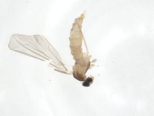  ( - CBG-A20930-H05)  @11 [ ] CreativeCommons - Attribution Share - Alike (2023) Centre for Biodiversity Genomics Centre for Biodiversity Genomics