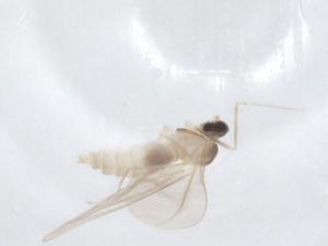  ( - CBG-A20937-D10)  @11 [ ] CreativeCommons - Attribution Share - Alike (2023) Centre for Biodiversity Genomics Centre for Biodiversity Genomics