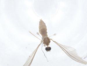  ( - CBG-A20937-F12)  @11 [ ] CreativeCommons - Attribution Share - Alike (2023) Centre for Biodiversity Genomics Centre for Biodiversity Genomics