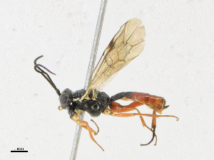  ( - CBG-A21602-F12)  @11 [ ] CreativeCommons - Attribution Share - Alike (2023) CBG Photography Group Centre for Biodiversity Genomics