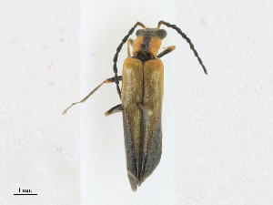  ( - CBG-A21639-C05)  @11 [ ] CreativeCommons - Attribution Share - Alike (2023) CBG Photography Group Centre for Biodiversity Genomics