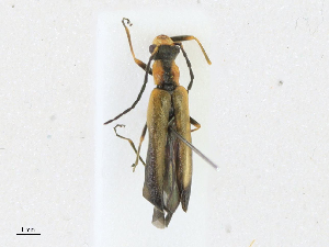  ( - CBG-A21639-C07)  @11 [ ] CreativeCommons - Attribution Share - Alike (2023) CBG Photography Group Centre for Biodiversity Genomics