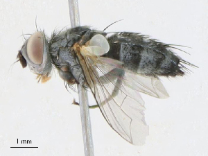  ( - CBG-A21722-B02)  @11 [ ] CreativeCommons - Attribution Share - Alike (2023) CBG Photography Group Centre for Biodiversity Genomics