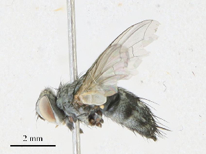  ( - CBG-A21724-F10)  @11 [ ] CreativeCommons - Attribution Share - Alike (2023) CBG Photography Group Centre for Biodiversity Genomics